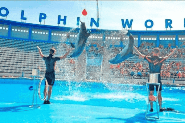 Dolphin Show